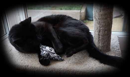 gothic cat nip sack